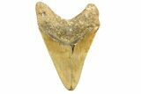 Serrated, Fossil Megalodon Tooth - Huge NC Meg #308524-2